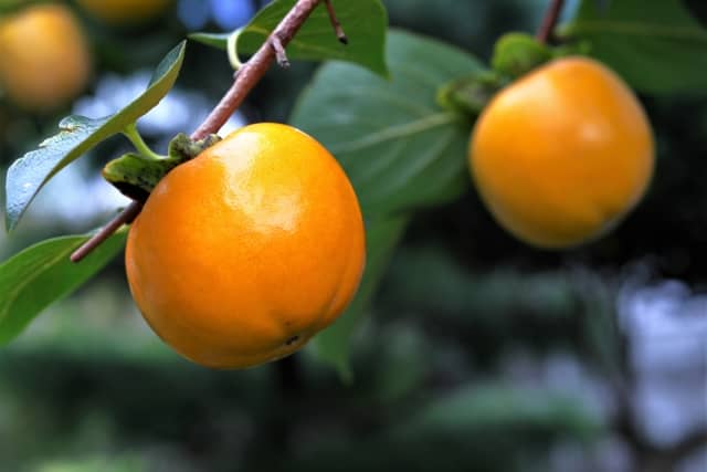 丸々と実った柿の実が、葉と枝の間でオレンジに光っている