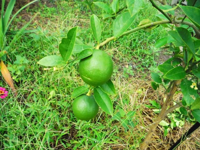 レモンの苗木はどう選ぶ 育てやすい おすすめ品種7選 農業 ガーデニング 園芸 家庭菜園マガジン Agri Pick