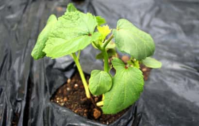 オクラ 基本の育て方と本格的な栽培のコツ 農業 ガーデニング 園芸 家庭菜園マガジン Agri Pick