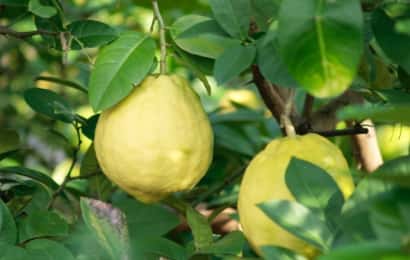 レモンの木の上手な剪定方法 実がなるコツや手順を知ろう 農業 ガーデニング 園芸 家庭菜園マガジン Agri Pick