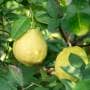 緑に茂るレモンの木の間に実る黄色のレモン