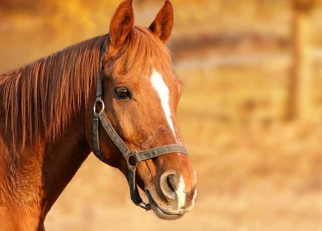 馬ふん（馬糞）堆肥で土をふかふかに！｜使い方や効果を農学博士が解説！鶏ふんや牛ふんとの違いも｜農業・ガーデニング・園芸・家庭菜園マガジン[AGRI  PICK]