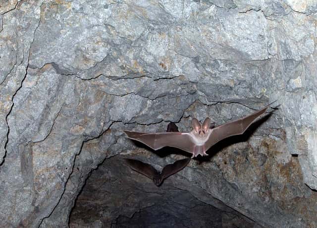 コウモリが洞窟から飛び立つ