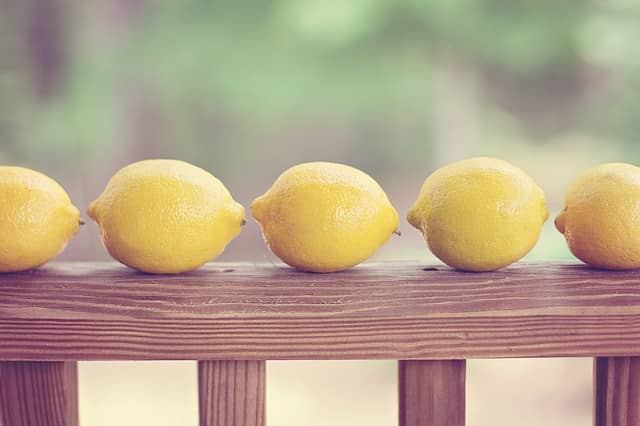 レモンの苗木はどう選ぶ 育てやすい おすすめ品種7選 農業 ガーデニング 園芸 家庭菜園マガジン Agri Pick