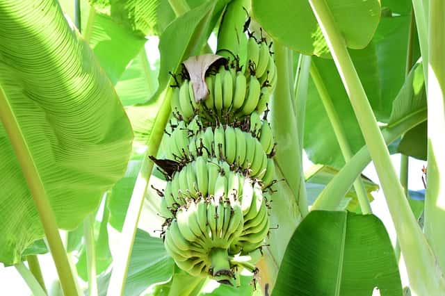 バナナの育て方 家庭で収穫できる 観葉植物にもおすすめ 農業 ガーデニング 園芸 家庭菜園マガジン Agri Pick