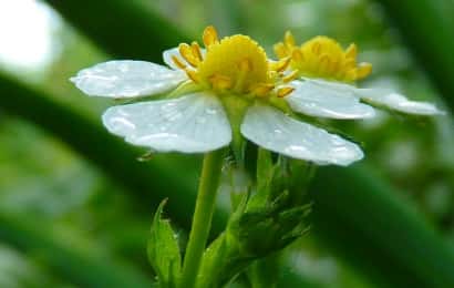 雨に濡れたワイルドストロベリーの花