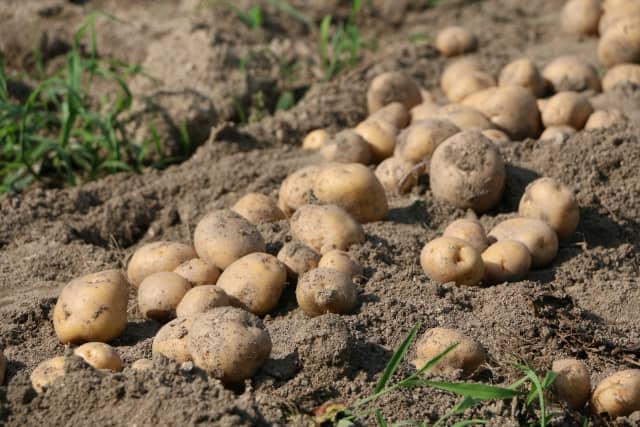 小規模農家が実践するジャガイモの収穫と保管 腐らせずに長期間出荷するために 農業 ガーデニング 園芸 家庭菜園マガジン Agri Pick