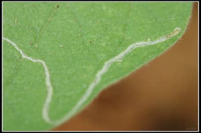 ハモグリバエ類の幼虫の食害痕と糞（ふん）