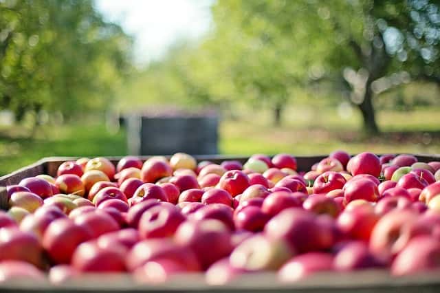 たくさんのリンゴの収穫