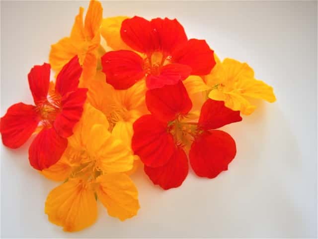 鮮やかな赤や黄色のナスタチウムの花