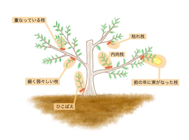 レモンの木の剪定する枝の見分け方図解