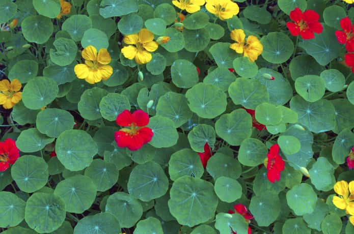 葉と花のコントラストが魅力 ナスタチウム の種まきと育て方 農業 ガーデニング 園芸 家庭菜園マガジン Agri Pick