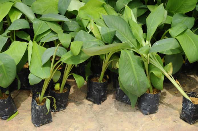 バナナの育て方 家庭で収穫できる 観葉植物にもおすすめ 農業 ガーデニング 園芸 家庭菜園マガジン Agri Pick