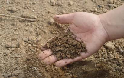 みかんの肥料を土に混ぜる