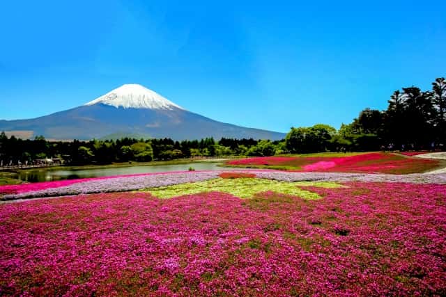 一面に広がる芝桜と富士山