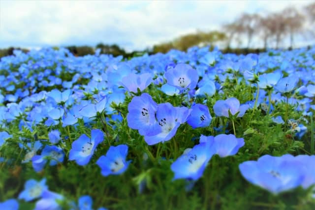 ネモフィラの育て方 海のように広がるブルーの花は圧巻 農業 ガーデニング 園芸 家庭菜園マガジン Agri Pick