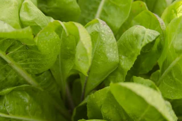 葉面散布剤の選び方と効果的な使用タイミング 農業 ガーデニング 園芸 家庭菜園マガジン Agri Pick