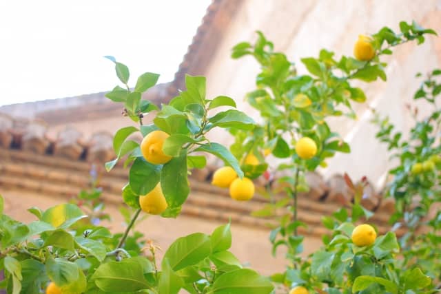 レモンを鉢植えで育てよう 冬の管理 大きくならない剪定方法は 農業 ガーデニング 園芸 家庭菜園マガジン Agri Pick