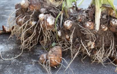 肥料 草木灰 とは 成分や効果 使い方 作り方などを農学博士が解説 農業 ガーデニング 園芸 家庭菜園マガジン Agri Pick