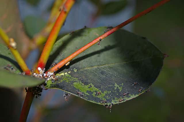 カイガラムシによってすす病が発生した植物の葉