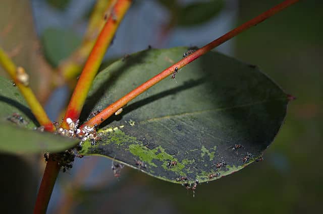 カイガラムシの排泄物によりすす病が発生した樹木の葉