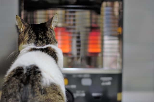 石油ストーブで暖をとるネコ