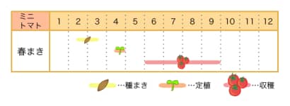 ミニトマトの栽培カレンダー