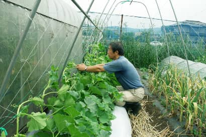 菜園のプロ監修 失敗しないカボチャの育て方 空中やプランターでの栽培方法も 農業 ガーデニング 園芸 家庭菜園マガジン Agri Pick