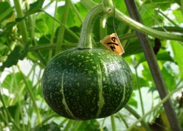 の 方法 かぼちゃ 栽培 かぼちゃの栽培方法。摘芯など育て方の簡単なポイント