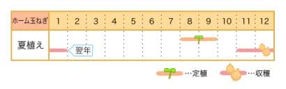 ホーム玉ねぎの栽培カレンダー