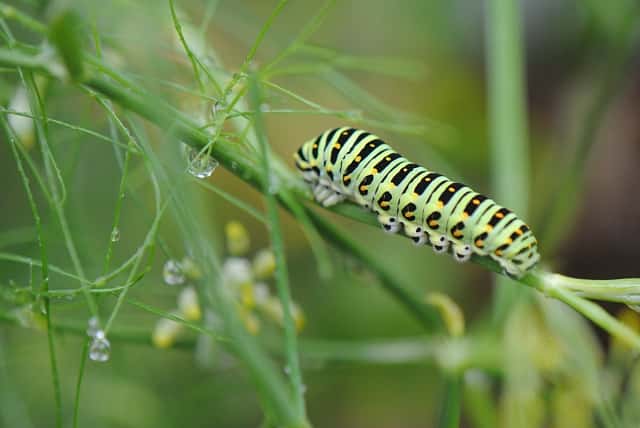 三つ葉苗 キアゲハ幼虫餌 恥ずかしかっ アゲハチョウ幼虫餌