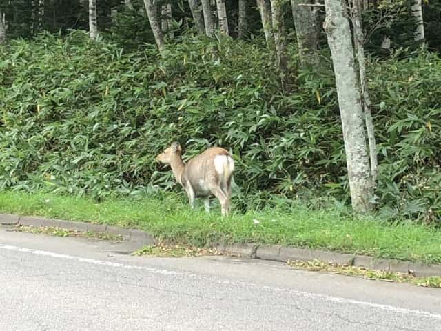 道路を渡る鹿