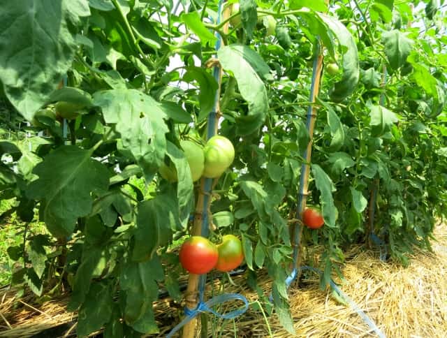 葉かび病の原因と対策 防除方法と使用薬剤 農薬 農業 ガーデニング 園芸 家庭菜園マガジン Agri Pick