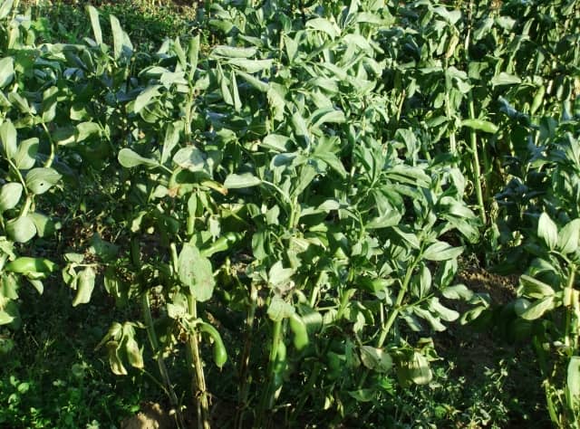 ソラマメ 基本の育て方と本格的な栽培のコツ 農業 ガーデニング 園芸 家庭菜園マガジン Agri Pick