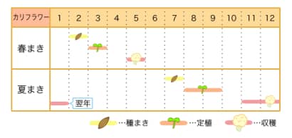 カリフラワーの栽培カレンダー