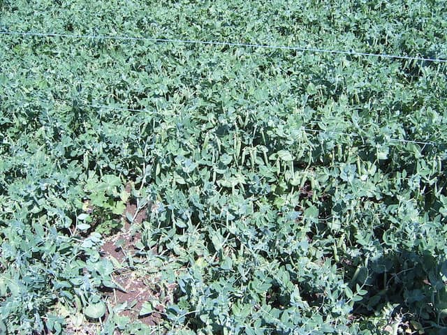 サヤエンドウの一種スナップエンドウの栽培
