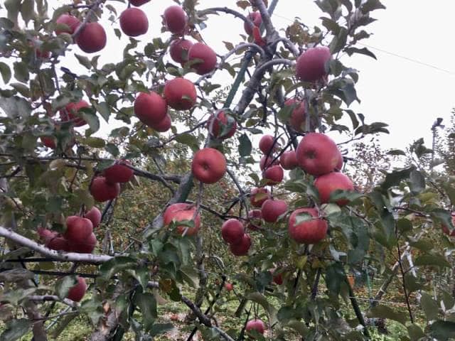 長野県の農家のりんご
