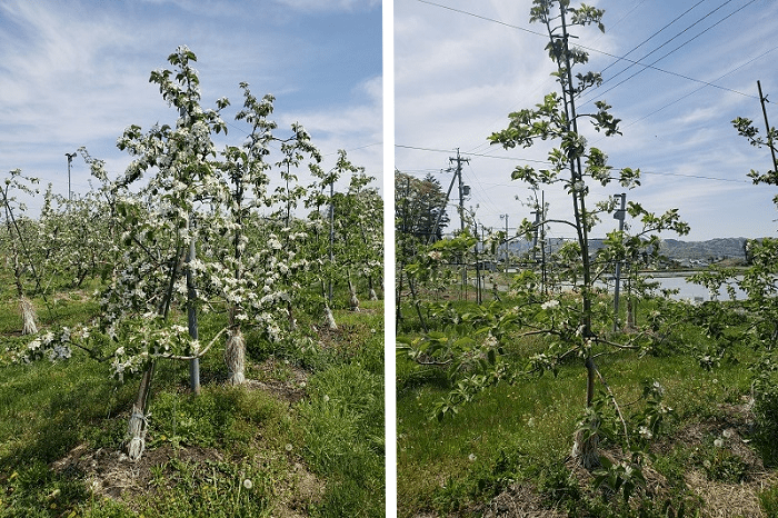 フロストバスターを散布したリンゴの樹としていない樹の着花状況比較