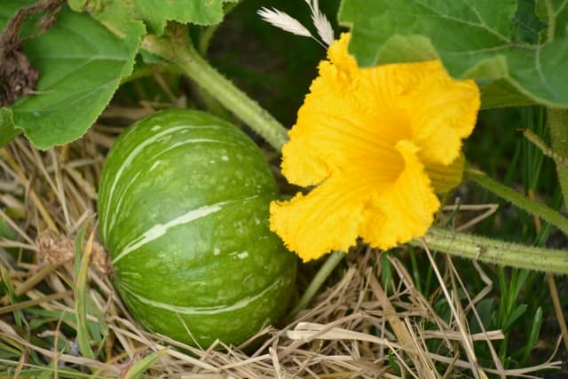 カボチャ 基本の育て方と本格的な栽培のコツ 農業 ガーデニング 園芸 家庭菜園マガジン Agri Pick