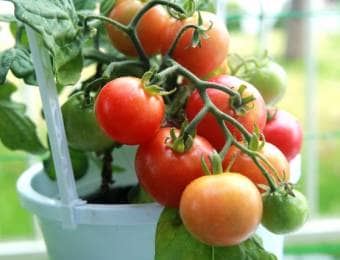 プランターでトマト栽培