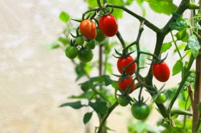 ミニトマトを栽培する