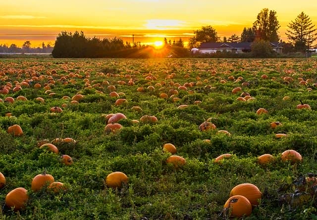 かぼちゃ畑