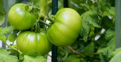 トマト栽培を成功させるコツは 支柱の立て方にあり 簡単で倒れない方法 農業 ガーデニング 園芸 家庭菜園マガジン Agri Pick
