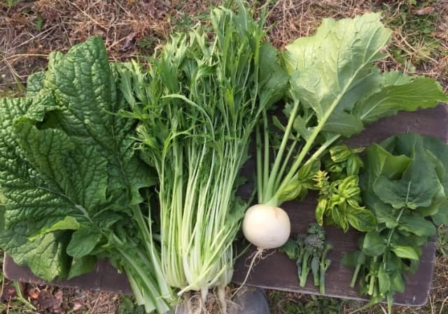 青菜、株、ブロッコリーの収穫