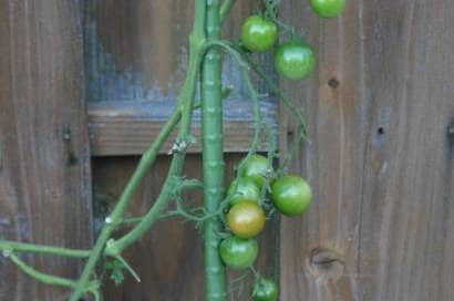 簡単にできる ミニトマトの支柱の立て方 支柱のいらない品種も紹介 農業 ガーデニング 園芸 家庭菜園マガジン Agri Pick