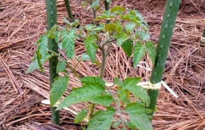 トマト栽培を成功させるコツは 支柱の立て方にあり 簡単で倒れない方法 農業 ガーデニング 園芸 家庭菜園マガジン Agri Pick