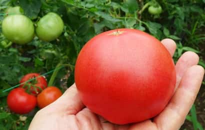 収穫された大玉トマト