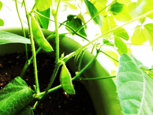 枝豆のプランター栽培