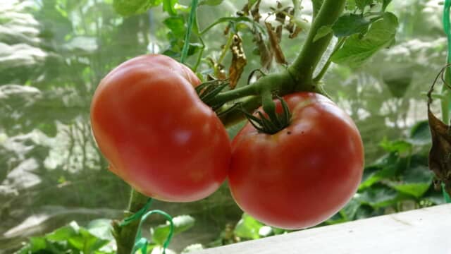 栽培中のトマト