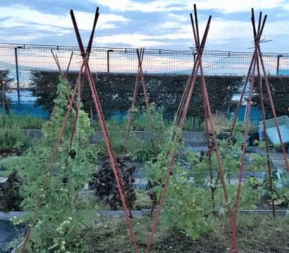 トマト 栽培 支柱 プランター